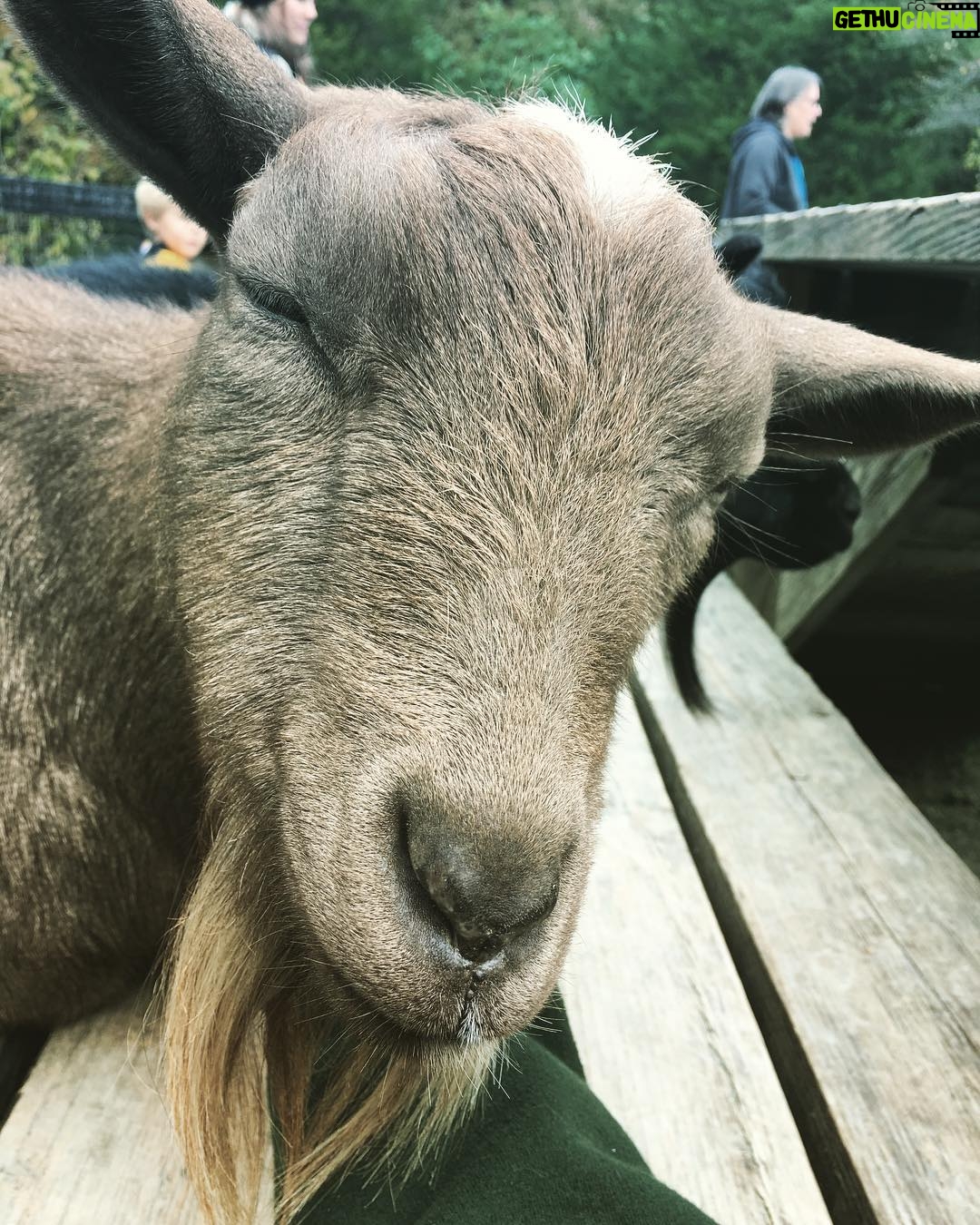 Kay Panabaker - 1.6K Likes - Miss Java Bean was another favorite of mine at the Maryland Zoo. Yes, I work with goats that I loved and I really missed them. However, there is something magical meeting new animals. She leaned into my hand that was giving her neck scratches and was snoring. 13/10, would definitely do this again. And while I didnāt get a good picture, the last animal that left a mark on me was a total surprise. It was a pretty cold and gloomy day when we went to the zoo and I didnāt think they would have any animals in their Animal Encounter area. But as we were leaving, Sprint, an Indian running duck, started calling me to me as soon as I started to walk over. Really, she was making the most adorable quacks. She kept shaking her tail for me and trying to pull up grass to give me. I may have already tried to convince the people at work that we need runner ducks....