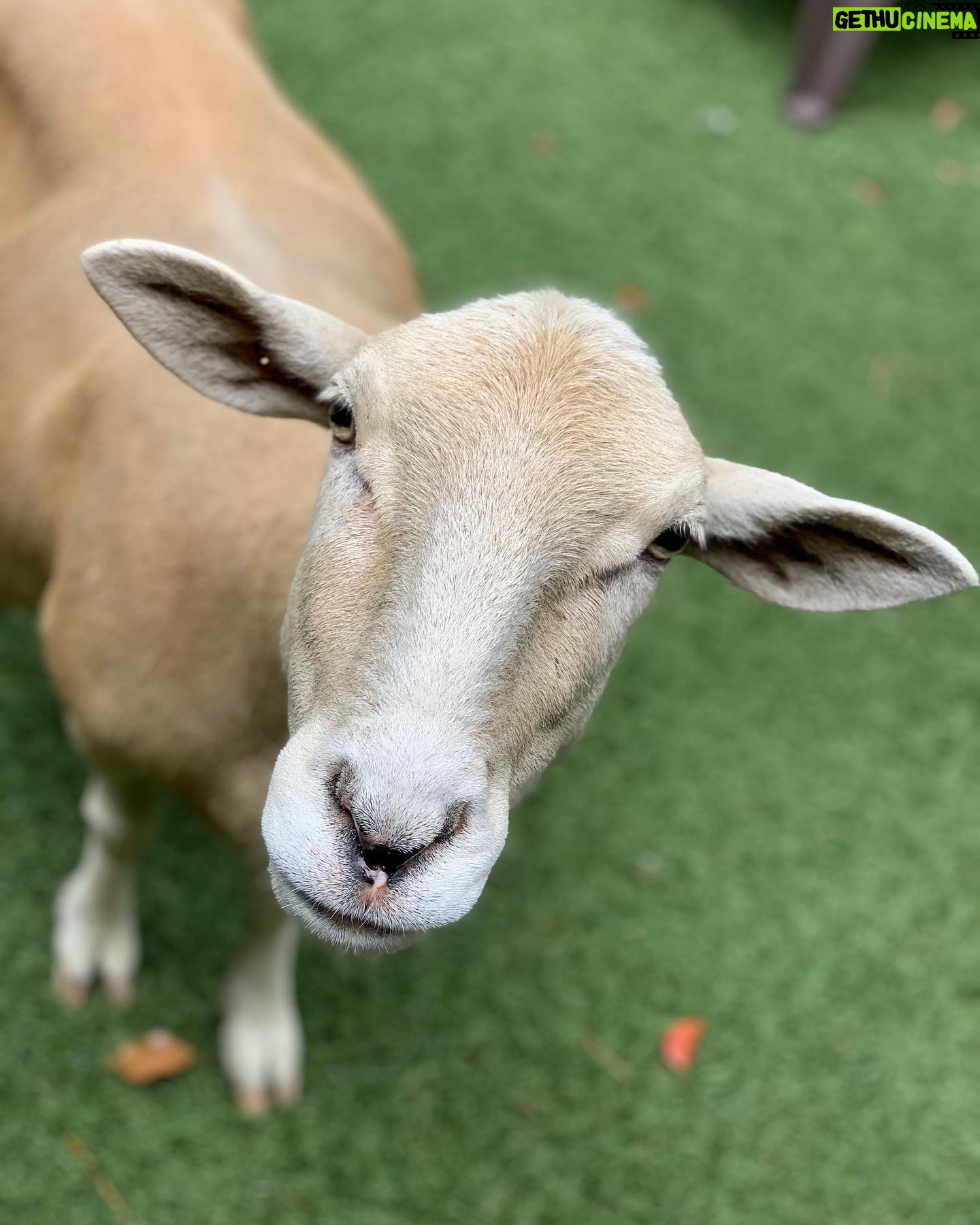 Kay Panabaker - 1.4K Likes - I really wish I knew how to make animals live forever. Losing them is never easy, but some hurt a lot more than others. I used to be shocked when keepers told me they could tell all 15 sheep apart from each other when I first started at CS over 7 years ago. Now, going thru old photos, I can tell by an ear who is who. Blanche always was a favorite, even before I got to train her. Someone once said she looked like a “toasted marshmallow” and I never her saw her the same way again. Her first trainer taught her almost everything she knew, but I loved working with her bow so she would do it when I curtsied. I will have her “baaaa” forever engrained in my memory. And while she would get excited to see me, her first love was always Julie, and I am beyond thankful we got to share her. Thanks for always being a bright spot in my day, Ms. Blanche.