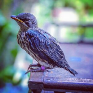 Kay Panabaker Instagram - Today was a very exciting day for me. I spent about 20 minutes watching this metallic starling hang half its body outside of its nest, trying to decide if today was the day it would attempt to move outside of its comfy home. I was able to witness the moment it catapulted itself outside and right next to the ledge I was standing next to. After the initial shock, I grabbed it and took it to our office to be banded, feathers pulled for sexing, and got a weight on my new friend. At 50g, it is definitely the smallest animal I have had under my care, but that joy and excitement of watching animals thrive while under your care never gets old. I'm also lucky to be surrounded by people that share in my excitement of these little moments. We don't name most birds in our aviary since we have over 200, but I look forward to getting to name this one once we know what it is. For now, please enjoy this grumpy muppet. 

Edit: this bird was confirmed to be a boy. His name is Waldo. After this photo was taken, it was about 3 weeks until my coworkers and I saw him more than every other day. We typically see birds at least once a day, but he did not vocalize as much as is typical for fledglings, making it much more difficult to locate him. He will have this plumage until about summer 2022, when he will get his adult feathers on his chest.