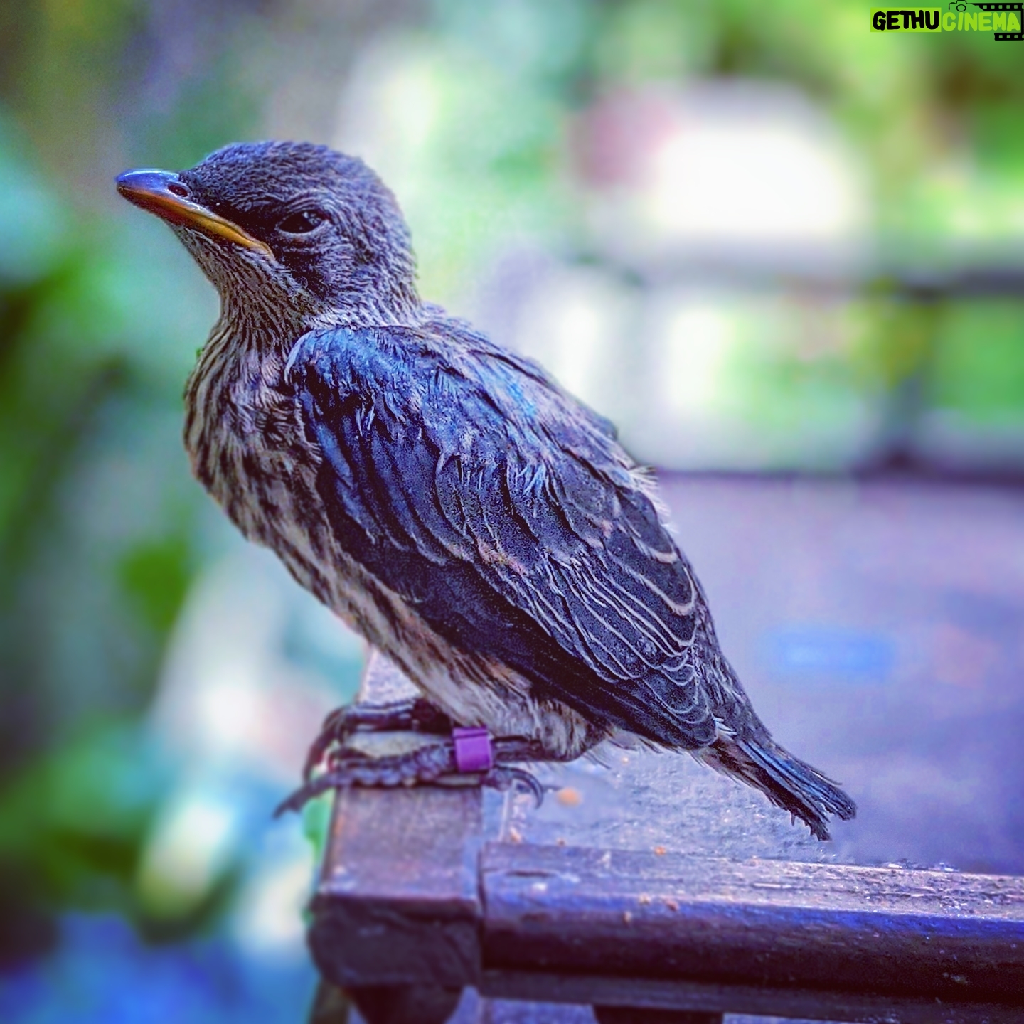 Kay Panabaker - 1.9K Likes - Today was a very exciting day for me. I spent about 20 minutes watching this metallic starling hang half its body outside of its nest, trying to decide if today was the day it would attempt to move outside of its comfy home. I was able to witness the moment it catapulted itself outside and right next to the ledge I was standing next to. After the initial shock, I grabbed it and took it to our office to be banded, feathers pulled for sexing, and got a weight on my new friend. At 50g, it is definitely the smallest animal I have had under my care, but that joy and excitement of watching animals thrive while under your care never gets old. I'm also lucky to be surrounded by people that share in my excitement of these little moments. We don't name most birds in our aviary since we have over 200, but I look forward to getting to name this one once we know what it is. For now, please enjoy this grumpy muppet.
Edit: this bird was confirmed to be a boy. His name is Waldo. After this photo was taken, it was about 3 weeks until my coworkers and I saw him more than every other day. We typically see birds at least once a day, but he did not vocalize as much as is typical for fledglings, making it much more difficult to locate him. He will have this plumage until about summer 2022, when he will get his adult feathers on his chest.