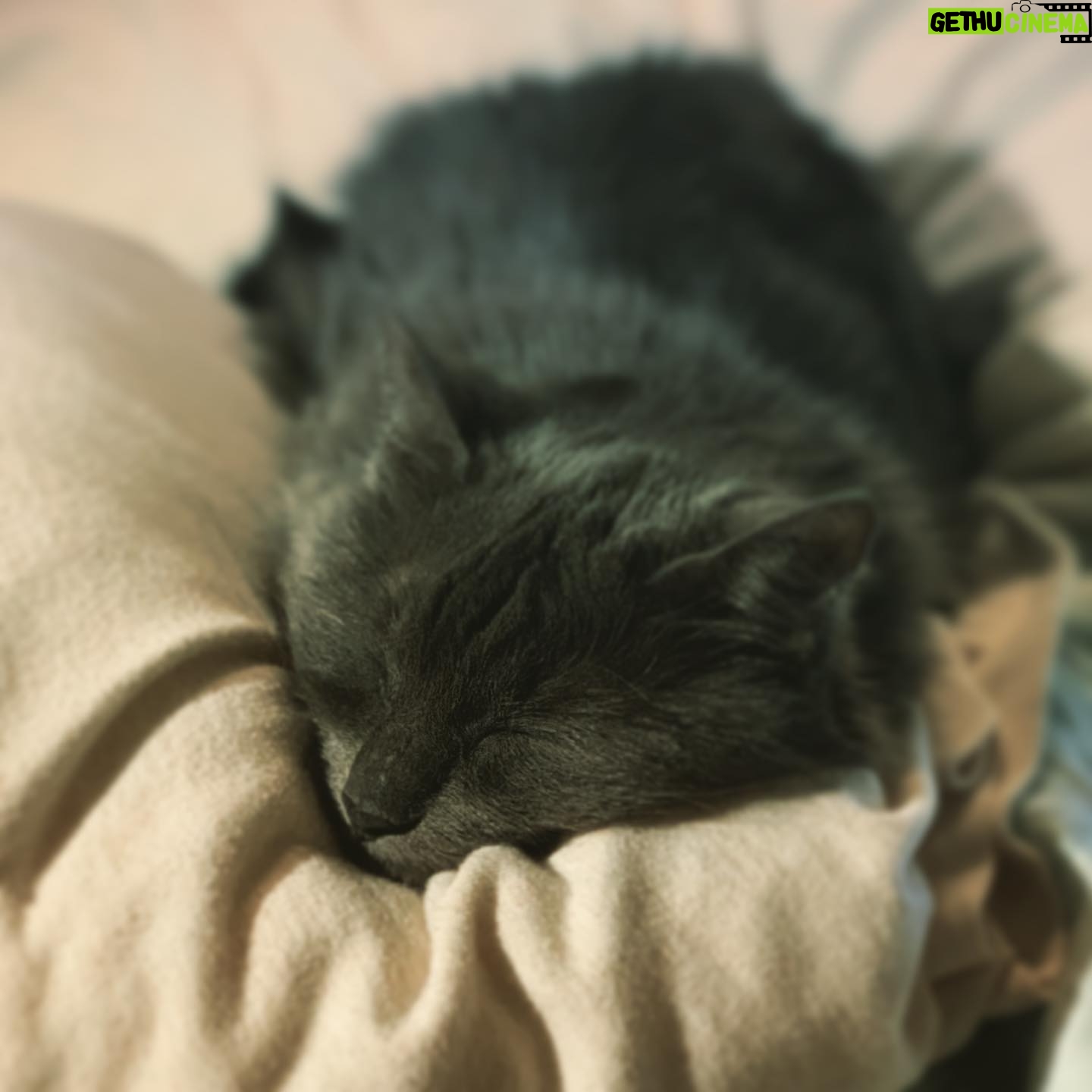 Kay Panabaker - 2.5K Likes - Pets just seem to always know when you need a little extra love from them