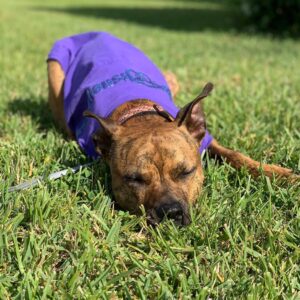 Kay Panabaker Instagram - Yes, I did buy Berger a Disney spirit shirt. No, she is not my dog. Yes, I did take her outside for a photo shoot. No, she does not like sitting in the grass. Yes, she loves to lay in the sun. I am now contemplating getting a matching one for myself..... @adognamedberger
