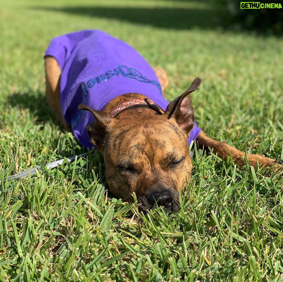 Kay Panabaker - 2.2K Likes - Yes, I did buy Berger a Disney spirit shirt. No, she is not my dog. Yes, I did take her outside for a photo shoot. No, she does not like sitting in the grass. Yes, she loves to lay in the sun. I am now contemplating getting a matching one for myself..... @adognamedberger