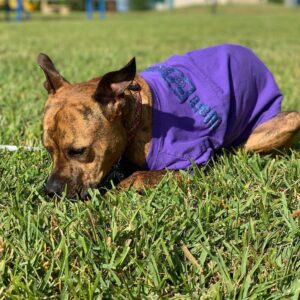 Kay Panabaker Instagram - Yes, I did buy Berger a Disney spirit shirt. No, she is not my dog. Yes, I did take her outside for a photo shoot. No, she does not like sitting in the grass. Yes, she loves to lay in the sun. I am now contemplating getting a matching one for myself..... @adognamedberger