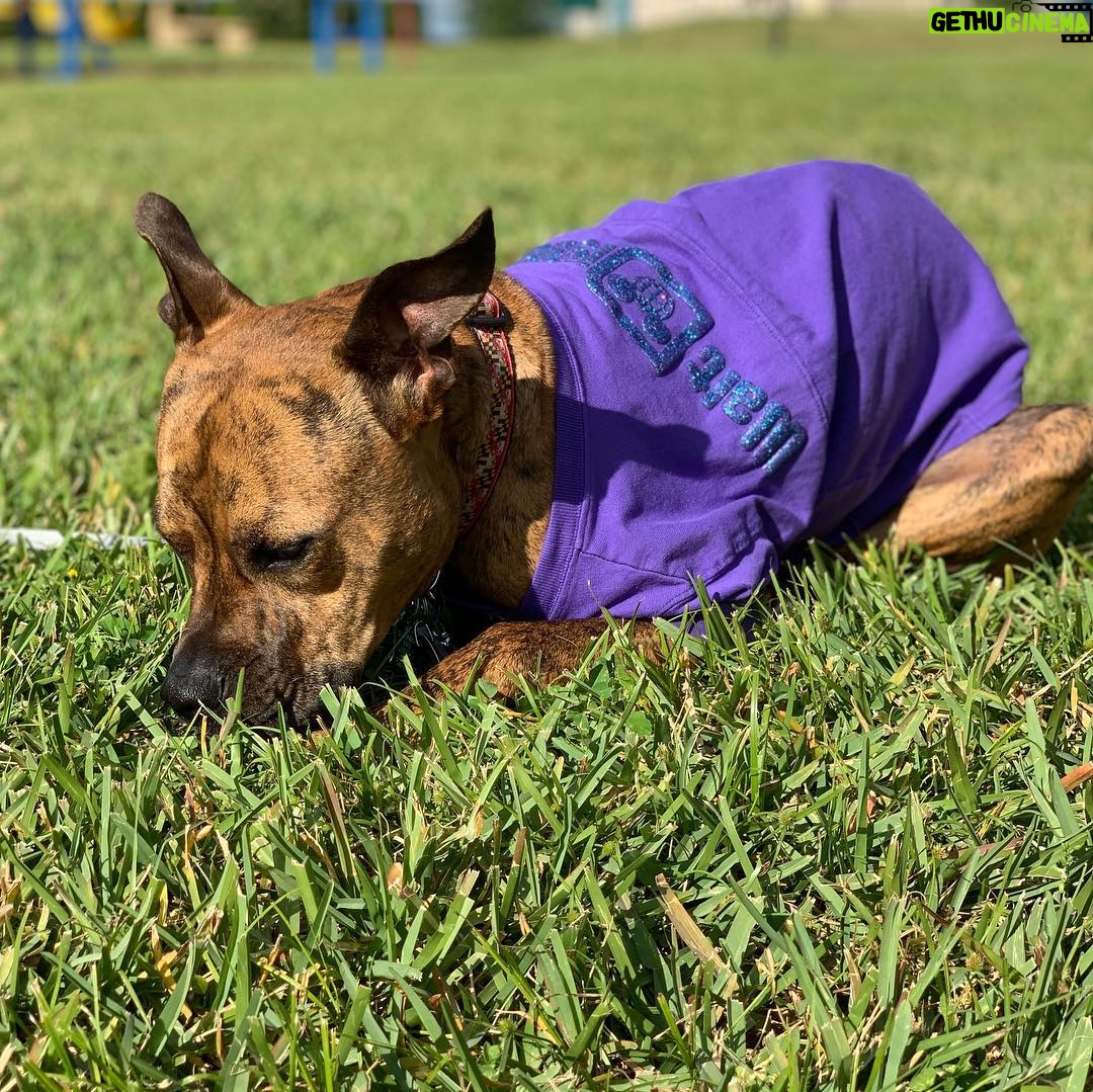 Kay Panabaker - 2.2K Likes - Yes, I did buy Berger a Disney spirit shirt. No, she is not my dog. Yes, I did take her outside for a photo shoot. No, she does not like sitting in the grass. Yes, she loves to lay in the sun. I am now contemplating getting a matching one for myself..... @adognamedberger