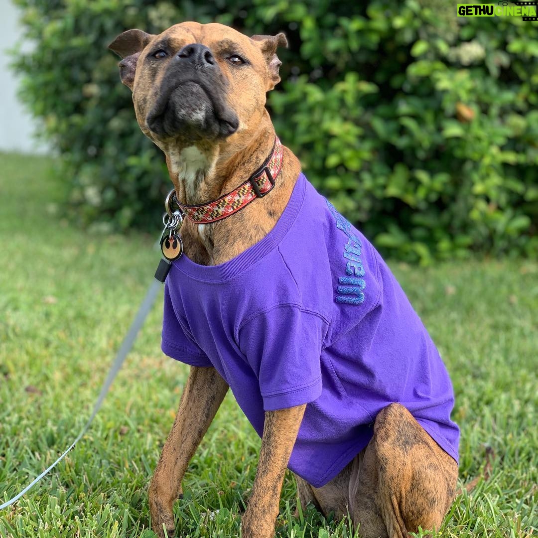 Kay Panabaker - 2.2K Likes - Yes, I did buy Berger a Disney spirit shirt. No, she is not my dog. Yes, I did take her outside for a photo shoot. No, she does not like sitting in the grass. Yes, she loves to lay in the sun. I am now contemplating getting a matching one for myself..... @adognamedberger