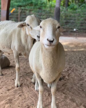 Kay Panabaker Instagram - I really wish I knew how to make animals live forever. Losing them is never easy, but some hurt a lot more than others. I used to be shocked when keepers told me they could tell all 15  sheep apart from each other when I first started at CS over 7 years ago. Now, going thru old photos, I can tell by an ear who is who. Blanche always was a favorite, even before I got to train her. Someone once said she looked like a “toasted marshmallow” and I never her saw her the same way again. Her first trainer taught her almost everything she knew, but I loved working with her bow so she would do it when I curtsied. I will have her “baaaa” forever engrained in my memory. And while she would get excited to see me, her first love was always Julie, and I am beyond thankful we got to share her. Thanks for always being a bright spot in my day, Ms. Blanche.