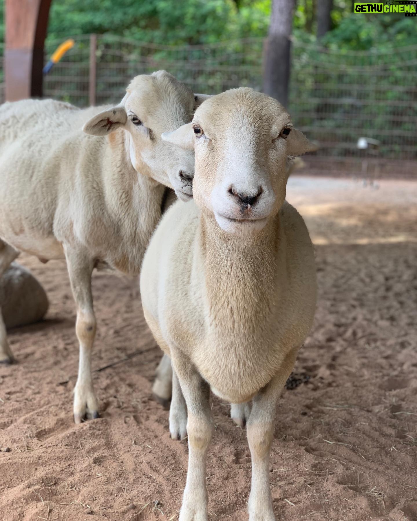 Kay Panabaker - 1.4K Likes - I really wish I knew how to make animals live forever. Losing them is never easy, but some hurt a lot more than others. I used to be shocked when keepers told me they could tell all 15 sheep apart from each other when I first started at CS over 7 years ago. Now, going thru old photos, I can tell by an ear who is who. Blanche always was a favorite, even before I got to train her. Someone once said she looked like a “toasted marshmallow” and I never her saw her the same way again. Her first trainer taught her almost everything she knew, but I loved working with her bow so she would do it when I curtsied. I will have her “baaaa” forever engrained in my memory. And while she would get excited to see me, her first love was always Julie, and I am beyond thankful we got to share her. Thanks for always being a bright spot in my day, Ms. Blanche.