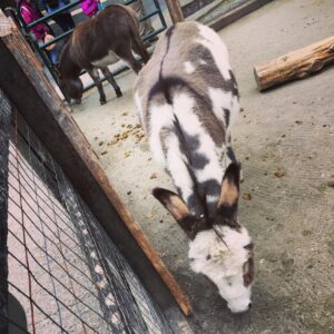 Kay Panabaker Instagram - I went to the Maryland Zoo back in October when I was there for a wedding. I said I would spend 2 hours there..... I ended up peeling myself away after 4 hours. I fell in love with many of the animals, but Lloyd the miniature donkey was probably my favorite. I spent at least 30 minutes petting him on at least 3 separate occasions that day. @marylandzoo just did a Super Bowl pick with them and Lloyd chose the Rams to win, so that’s who I’ll be rooting for on Sunday.