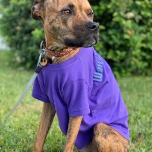 Kay Panabaker Instagram - Yes, I did buy Berger a Disney spirit shirt. No, she is not my dog. Yes, I did take her outside for a photo shoot. No, she does not like sitting in the grass. Yes, she loves to lay in the sun. I am now contemplating getting a matching one for myself..... @adognamedberger