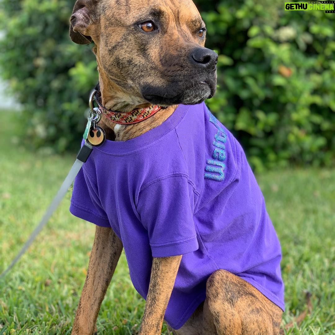 Kay Panabaker - 2.2K Likes - Yes, I did buy Berger a Disney spirit shirt. No, she is not my dog. Yes, I did take her outside for a photo shoot. No, she does not like sitting in the grass. Yes, she loves to lay in the sun. I am now contemplating getting a matching one for myself..... @adognamedberger
