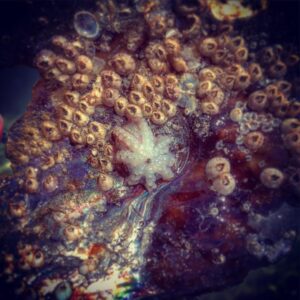 Kay Panabaker Instagram - How did I celebrate the first day of fall, you ask? I went to the beach and made more friends! Look at the tiny baby octopus!!! I also saw 4 manatees, a dolphin, dozens of mollusks and a couple hermit crabs. So maybe Florida does have some perks 😉