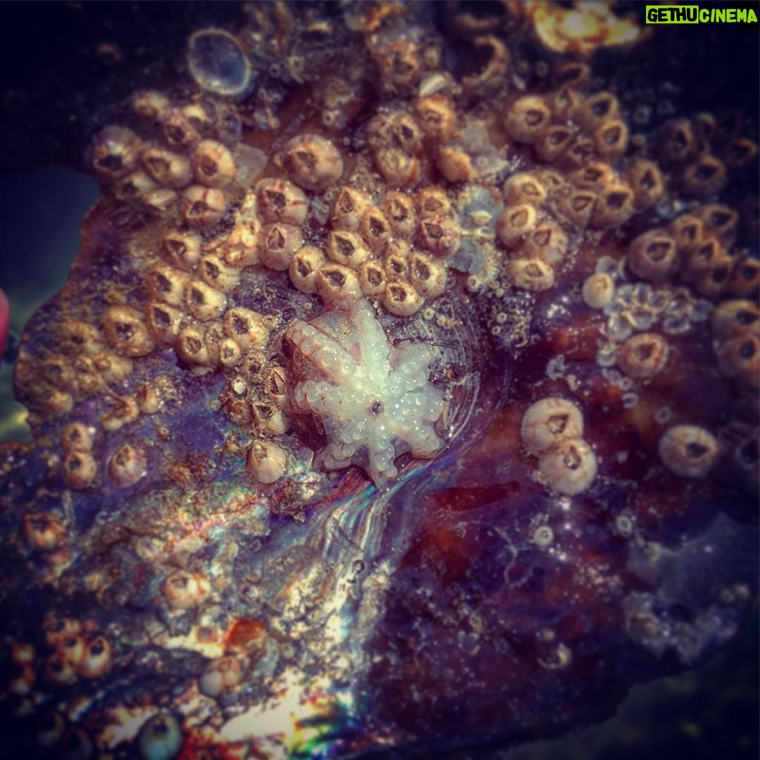 Kay Panabaker - 875 Likes - How did I celebrate the first day of fall, you ask? I went to the beach and made more friends! Look at the tiny baby octopus!!! I also saw 4 manatees, a dolphin, dozens of mollusks and a couple hermit crabs. So maybe Florida does have some perks 😉