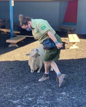 Kay Panabaker Instagram - I really wish I knew how to make animals live forever. Losing them is never easy, but some hurt a lot more than others. I used to be shocked when keepers told me they could tell all 15  sheep apart from each other when I first started at CS over 7 years ago. Now, going thru old photos, I can tell by an ear who is who. Blanche always was a favorite, even before I got to train her. Someone once said she looked like a “toasted marshmallow” and I never her saw her the same way again. Her first trainer taught her almost everything she knew, but I loved working with her bow so she would do it when I curtsied. I will have her “baaaa” forever engrained in my memory. And while she would get excited to see me, her first love was always Julie, and I am beyond thankful we got to share her. Thanks for always being a bright spot in my day, Ms. Blanche.