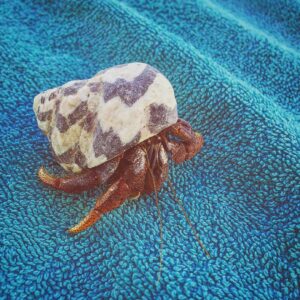 Kay Panabaker Instagram - I made lots of friends today. This was Mr. Hermit Crab. I saw a wild agouti on the way to breakfast and when we went into the ocean, I saw a cute little stingray and not one but TWO sea turtles, just grazing in the grasses. Cheers to making new friends on vacation!!