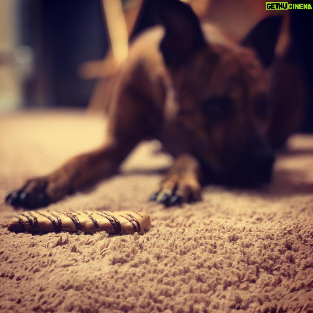 Kay Panabaker - 1.5K Likes - Sorry for the dog spam today, but it’s not every day you get to celebrate their birthday. Thanks for always being excited to see me, @adognamedberger I hope you never grow out of your puppy-ness