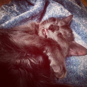Kay Panabaker Instagram - It's National Cat Day!!!! This little munchkin has been with me for almost a year and it's one of the best decisions I've ever made. She snuggles, plays fetch, and makes sure every piece of paper she comes across is destroyed. Happy Cat Day, Harley.