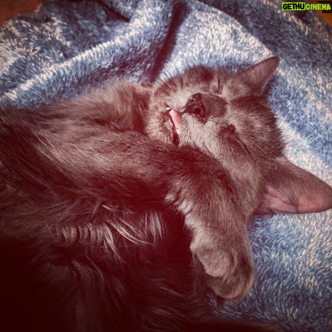 Kay Panabaker - 1K Likes - It's National Cat Day!!!! This little munchkin has been with me for almost a year and it's one of the best decisions I've ever made. She snuggles, plays fetch, and makes sure every piece of paper she comes across is destroyed. Happy Cat Day, Harley.