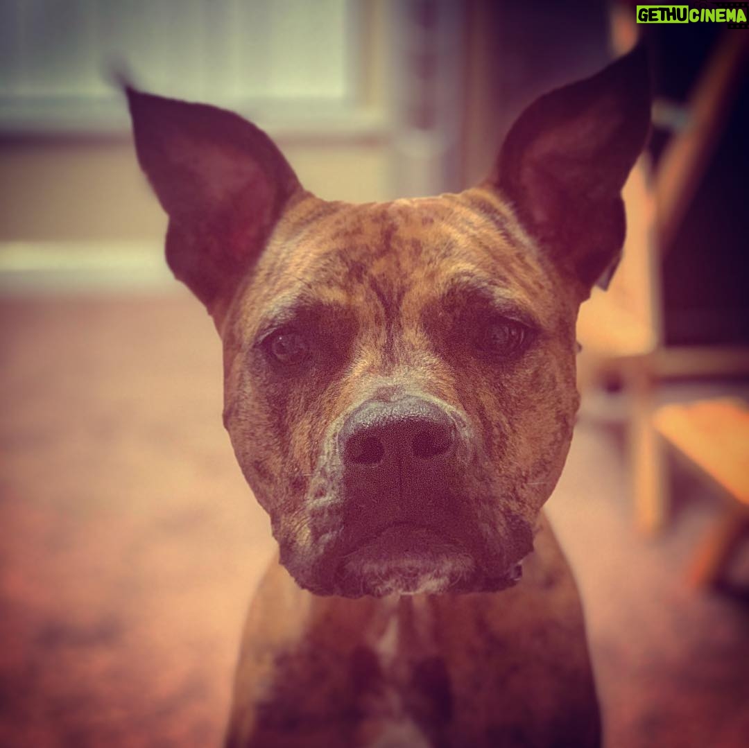 Kay Panabaker - 1.5K Likes - Sorry for the dog spam today, but it’s not every day you get to celebrate their birthday. Thanks for always being excited to see me, @adognamedberger I hope you never grow out of your puppy-ness