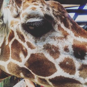 Kay Panabaker Instagram - What do zookeepers do on their day off? Go visit other zoos of course! Had the loveliest time visiting @brevardzoo today! Loved getting up close and personal with the giraffe :)