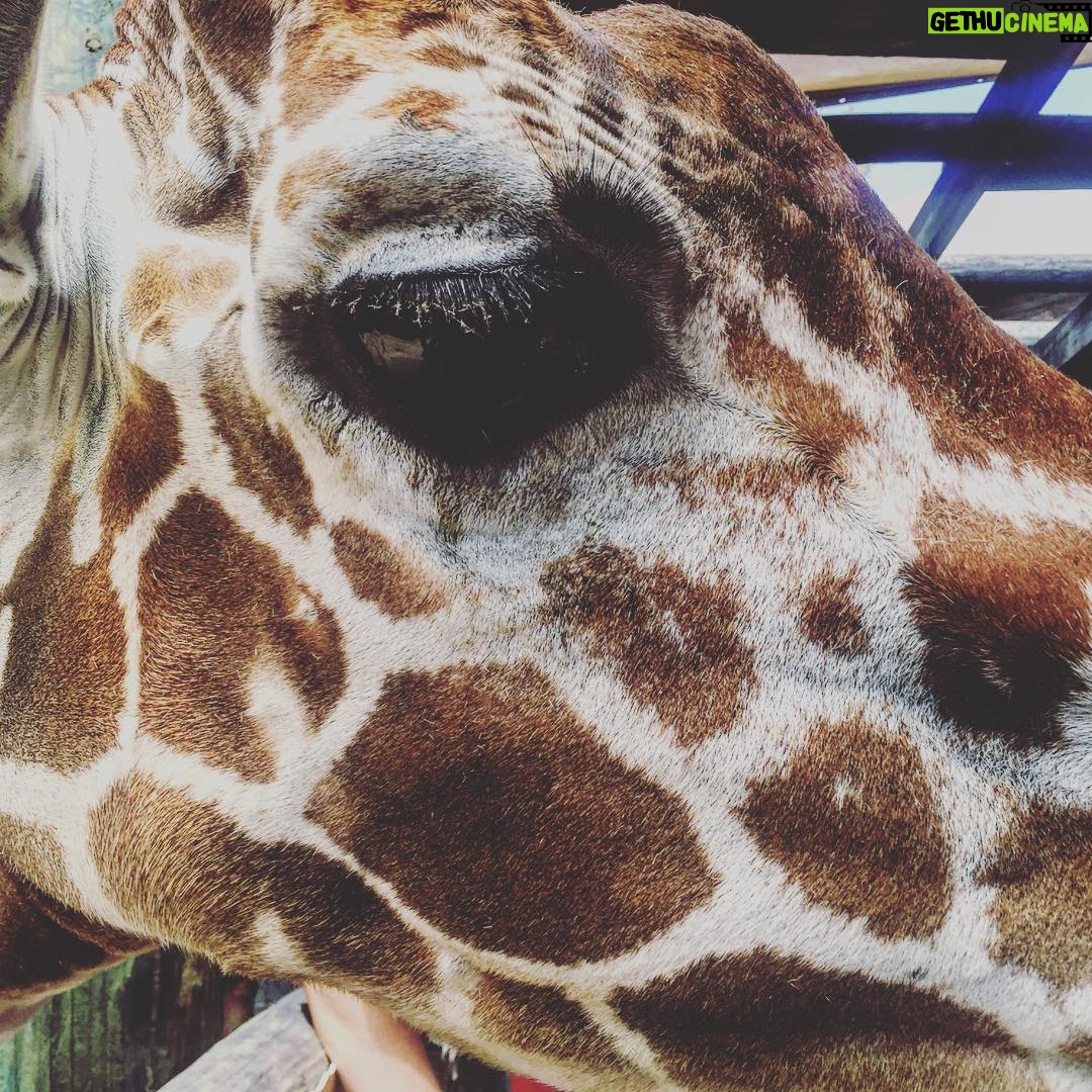 Kay Panabaker - 1K Likes - What do zookeepers do on their day off? Go visit other zoos of course! Had the loveliest time visiting @brevardzoo today! Loved getting up close and personal with the giraffe :)