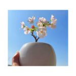 Kayako Abe Instagram - ♪ 先日、友人にいただいた桜🌸 「満開になったよ！」とその友人に連絡をしたら「桜も初日をお祝いしてるんだね☺️」と返信が来ました！ なんだかとてもいい日だ！😊 幸せな気持ちになりました❣️ #桜 #満開