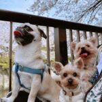 Kayo Noro Instagram - 可愛い子たち🐶🩷 愛おしい。 ・ #ヨーキー #ヨークシャーテリア #yorkie #yorkshireterrier #パグ #ペキニーズ #パグペキニーズ #モコちゃん楓ちゃん #モコちゃん楓ちゃんアイコちゃん
