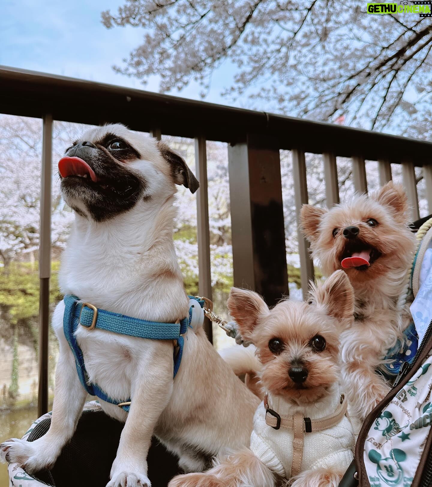 Kayo Noro Instagram - 可愛い子たち🐶🩷 愛おしい。 ・ #ヨーキー #ヨークシャーテリア #yorkie #yorkshireterrier #パグ #ペキニーズ #パグペキニーズ #モコちゃん楓ちゃん #モコちゃん楓ちゃんアイコちゃん