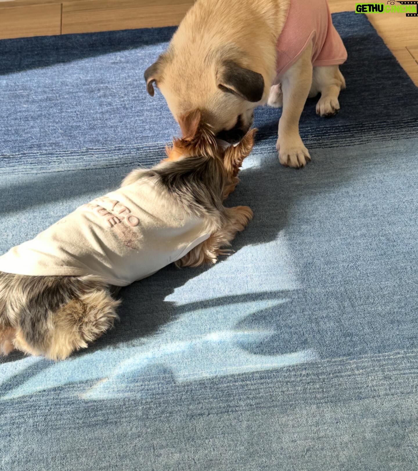 Kayo Noro Instagram - 可愛い子たち🐶🩷 愛おしい。 ・ #ヨーキー #ヨークシャーテリア #yorkie #yorkshireterrier #パグ #ペキニーズ #パグペキニーズ #モコちゃん楓ちゃん #モコちゃん楓ちゃんアイコちゃん