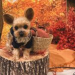 Kayo Noro Instagram - インスタにアップしたい写真たまってるよー‼️ モコと楓🍁🐶 秋の2人をまだお届けしてませんよ！！！！！ みてやってー！！！！！ 冬の2人もいますのでお楽しみに🤣 #ヨークシャーテリア #パグペキニーズ #ヨーキー #パグペキ #ワンコット