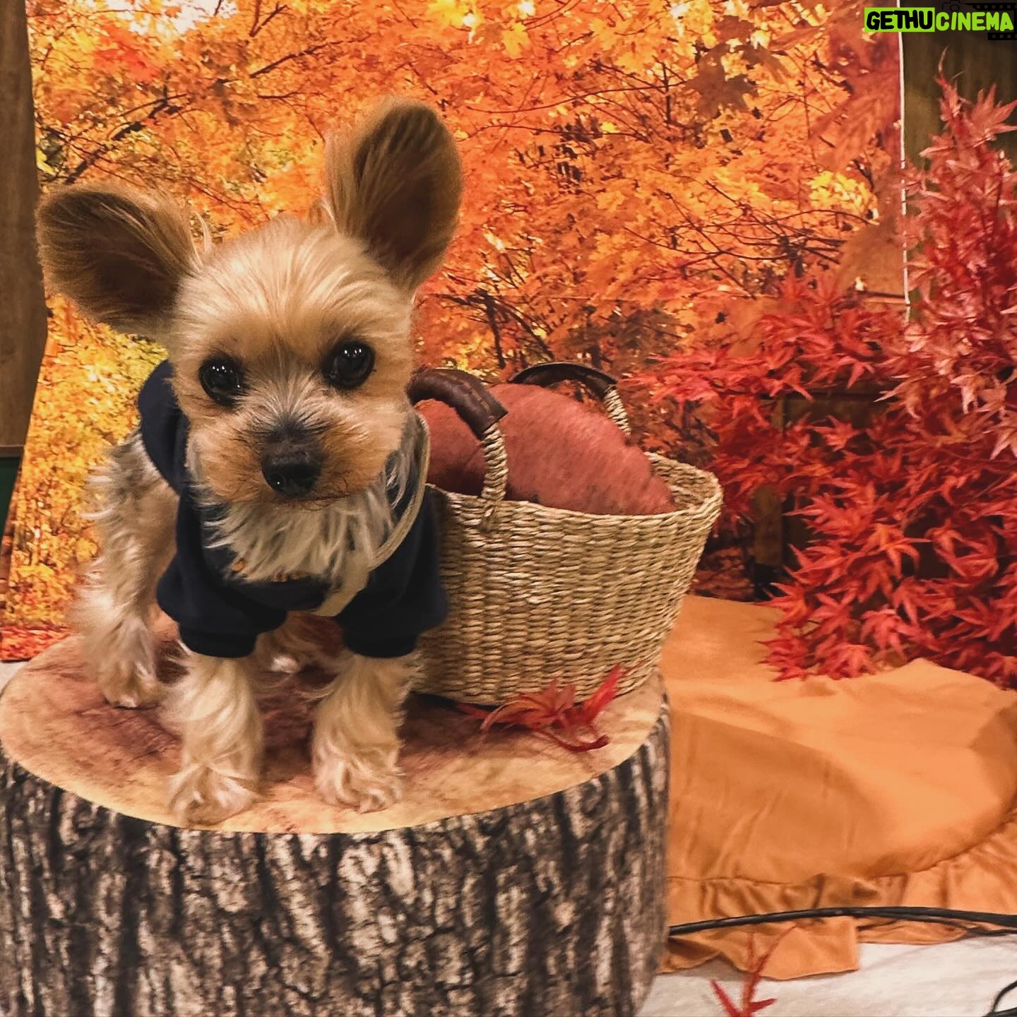 Kayo Noro Instagram - インスタにアップしたい写真たまってるよー‼️ モコと楓🍁🐶 秋の2人をまだお届けしてませんよ!!!!! みてやってー!!!!! 冬の2人もいますのでお楽しみに🤣 #ヨークシャーテリア #パグペキニーズ #ヨーキー #パグペキ #ワンコット