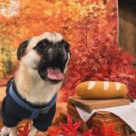 Kayo Noro Instagram - インスタにアップしたい写真たまってるよー‼️ モコと楓🍁🐶 秋の2人をまだお届けしてませんよ！！！！！ みてやってー！！！！！ 冬の2人もいますのでお楽しみに🤣 #ヨークシャーテリア #パグペキニーズ #ヨーキー #パグペキ #ワンコット
