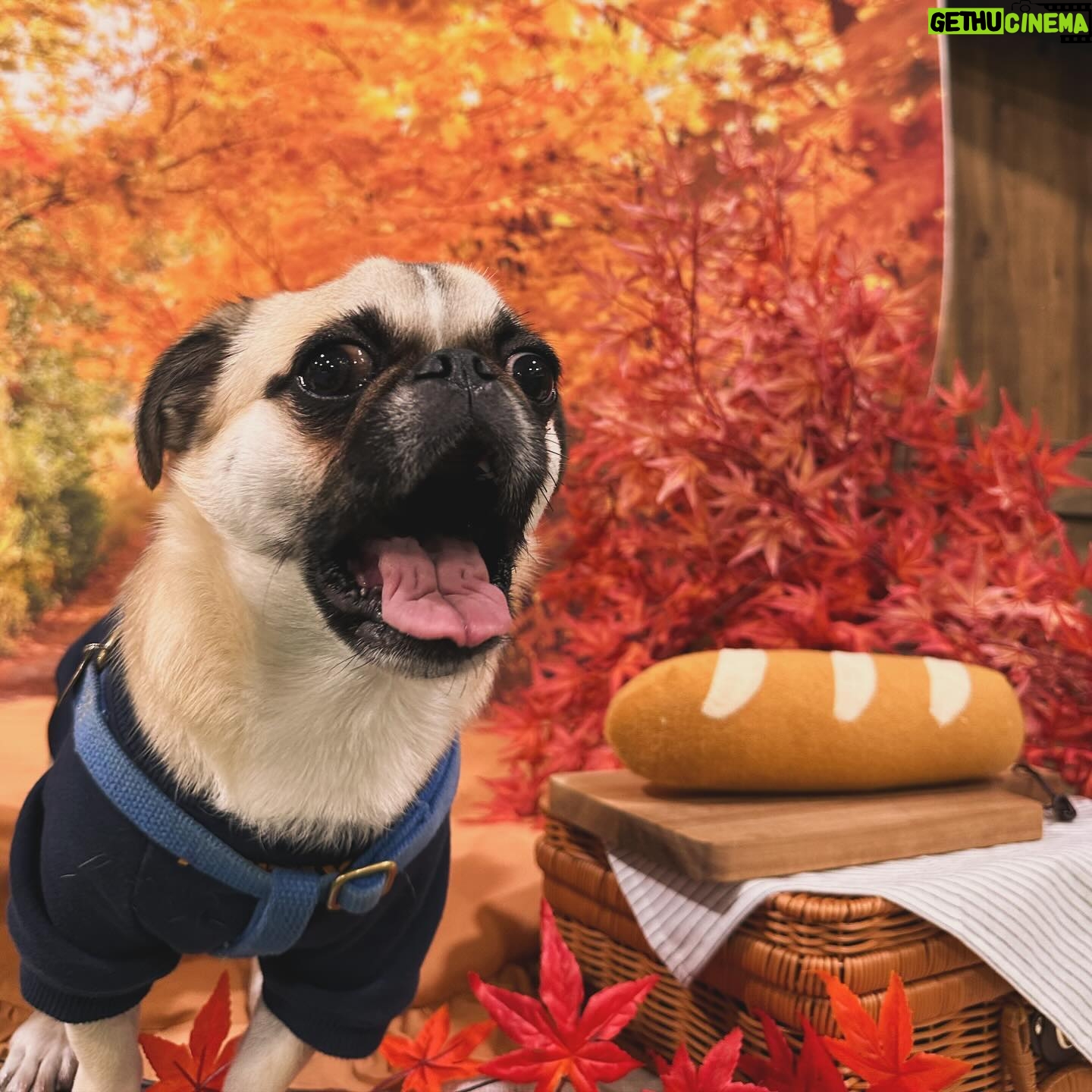 Kayo Noro Instagram - インスタにアップしたい写真たまってるよー‼️ モコと楓🍁🐶 秋の2人をまだお届けしてませんよ!!!!! みてやってー!!!!! 冬の2人もいますのでお楽しみに🤣 #ヨークシャーテリア #パグペキニーズ #ヨーキー #パグペキ #ワンコット