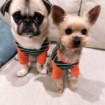 Kayo Noro Instagram - 可愛い子たち🐶🩷 愛おしい。 ・ #ヨーキー #ヨークシャーテリア #yorkie #yorkshireterrier #パグ #ペキニーズ #パグペキニーズ #モコちゃん楓ちゃん #モコちゃん楓ちゃんアイコちゃん