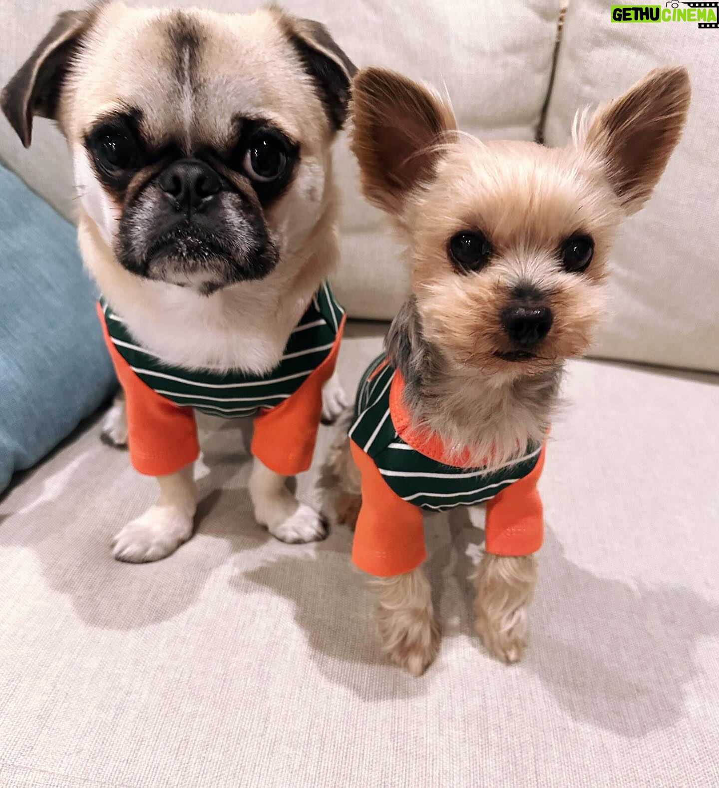 Kayo Noro Instagram - 可愛い子たち🐶🩷 愛おしい。 ・ #ヨーキー #ヨークシャーテリア #yorkie #yorkshireterrier #パグ #ペキニーズ #パグペキニーズ #モコちゃん楓ちゃん #モコちゃん楓ちゃんアイコちゃん