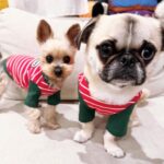 Kayo Noro Instagram - 可愛い子たち🐶🩷 愛おしい。 ・ #ヨーキー #ヨークシャーテリア #yorkie #yorkshireterrier #パグ #ペキニーズ #パグペキニーズ #モコちゃん楓ちゃん #モコちゃん楓ちゃんアイコちゃん