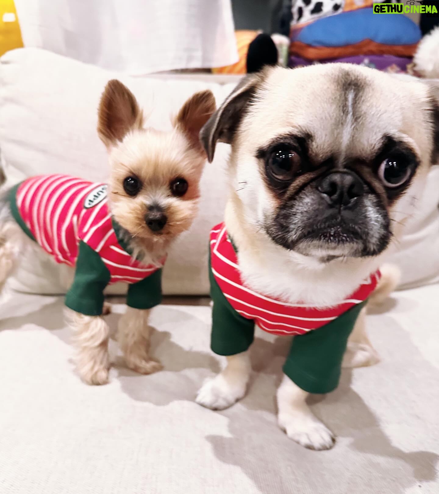 Kayo Noro Instagram - 可愛い子たち🐶🩷 愛おしい。 ・ #ヨーキー #ヨークシャーテリア #yorkie #yorkshireterrier #パグ #ペキニーズ #パグペキニーズ #モコちゃん楓ちゃん #モコちゃん楓ちゃんアイコちゃん