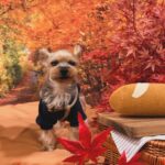 Kayo Noro Instagram - インスタにアップしたい写真たまってるよー‼️ モコと楓🍁🐶 秋の2人をまだお届けしてませんよ！！！！！ みてやってー！！！！！ 冬の2人もいますのでお楽しみに🤣 #ヨークシャーテリア #パグペキニーズ #ヨーキー #パグペキ #ワンコット
