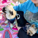 Kayo Noro Instagram - 可愛い子たち🐶🩷 愛おしい。 ・ #ヨーキー #ヨークシャーテリア #yorkie #yorkshireterrier #パグ #ペキニーズ #パグペキニーズ #モコちゃん楓ちゃん #モコちゃん楓ちゃんアイコちゃん