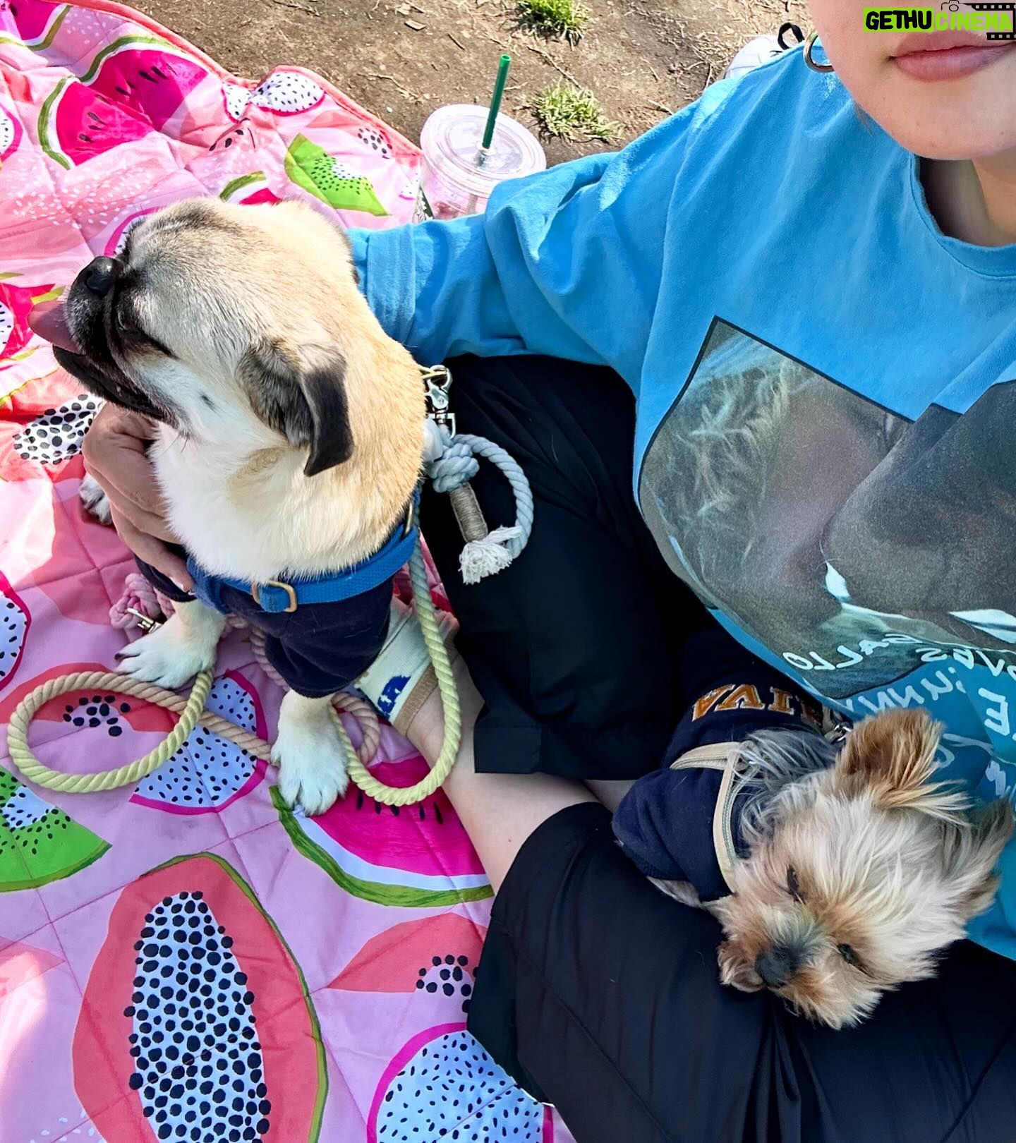 Kayo Noro Instagram - 可愛い子たち🐶🩷 愛おしい。 ・ #ヨーキー #ヨークシャーテリア #yorkie #yorkshireterrier #パグ #ペキニーズ #パグペキニーズ #モコちゃん楓ちゃん #モコちゃん楓ちゃんアイコちゃん