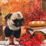 Kayo Noro Instagram - インスタにアップしたい写真たまってるよー‼️ モコと楓🍁🐶 秋の2人をまだお届けしてませんよ！！！！！ みてやってー！！！！！ 冬の2人もいますのでお楽しみに🤣 #ヨークシャーテリア #パグペキニーズ #ヨーキー #パグペキ #ワンコット
