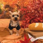 Kayo Noro Instagram - インスタにアップしたい写真たまってるよー‼️ モコと楓🍁🐶 秋の2人をまだお届けしてませんよ！！！！！ みてやってー！！！！！ 冬の2人もいますのでお楽しみに🤣 #ヨークシャーテリア #パグペキニーズ #ヨーキー #パグペキ #ワンコット