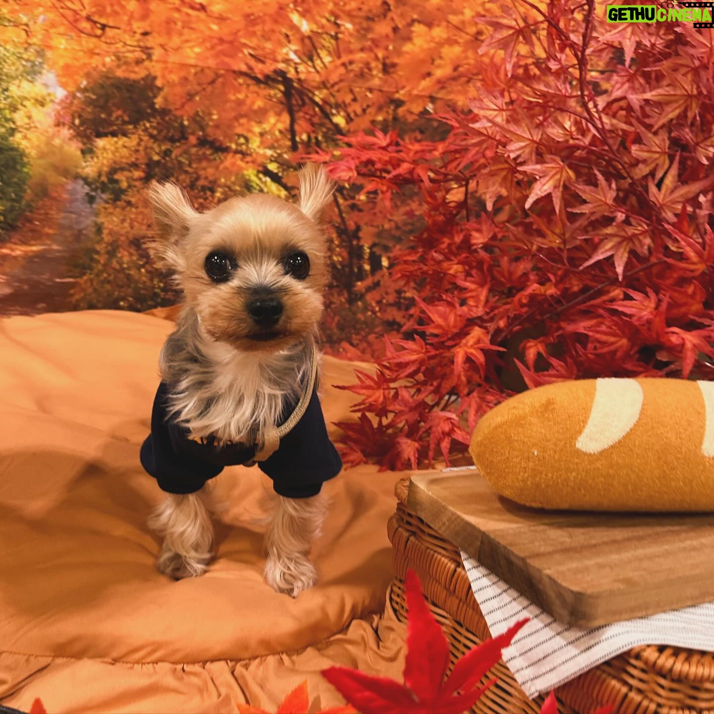 Kayo Noro Instagram - インスタにアップしたい写真たまってるよー‼️ モコと楓🍁🐶 秋の2人をまだお届けしてませんよ!!!!! みてやってー!!!!! 冬の2人もいますのでお楽しみに🤣 #ヨークシャーテリア #パグペキニーズ #ヨーキー #パグペキ #ワンコット