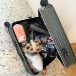 Kayo Noro Instagram - 可愛い子たち🐶🩷 愛おしい。 ・ #ヨーキー #ヨークシャーテリア #yorkie #yorkshireterrier #パグ #ペキニーズ #パグペキニーズ #モコちゃん楓ちゃん #モコちゃん楓ちゃんアイコちゃん