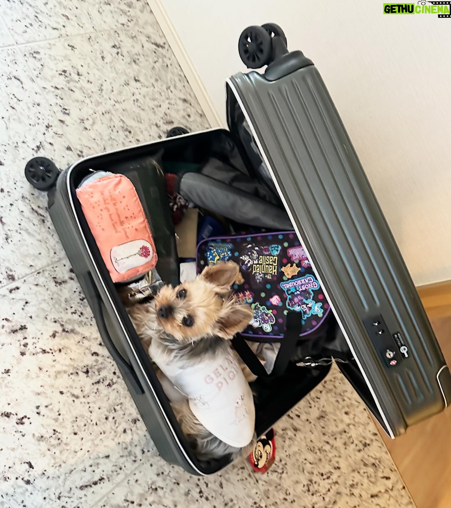 Kayo Noro Instagram - 可愛い子たち🐶🩷 愛おしい。 ・ #ヨーキー #ヨークシャーテリア #yorkie #yorkshireterrier #パグ #ペキニーズ #パグペキニーズ #モコちゃん楓ちゃん #モコちゃん楓ちゃんアイコちゃん