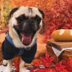 Kayo Noro Instagram - インスタにアップしたい写真たまってるよー‼️ モコと楓🍁🐶 秋の2人をまだお届けしてませんよ！！！！！ みてやってー！！！！！ 冬の2人もいますのでお楽しみに🤣 #ヨークシャーテリア #パグペキニーズ #ヨーキー #パグペキ #ワンコット
