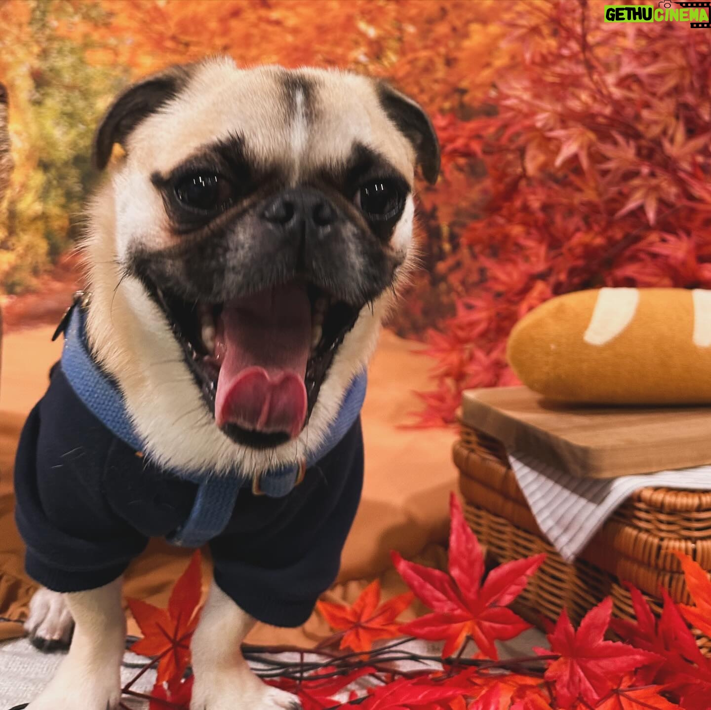 Kayo Noro Instagram - インスタにアップしたい写真たまってるよー‼️ モコと楓🍁🐶 秋の2人をまだお届けしてませんよ!!!!! みてやってー!!!!! 冬の2人もいますのでお楽しみに🤣 #ヨークシャーテリア #パグペキニーズ #ヨーキー #パグペキ #ワンコット
