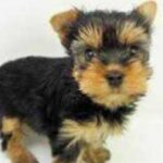 Kayo Noro Instagram - 可愛い子たち🐶🩷 愛おしい。 ・ #ヨーキー #ヨークシャーテリア #yorkie #yorkshireterrier #パグ #ペキニーズ #パグペキニーズ #モコちゃん楓ちゃん #モコちゃん楓ちゃんアイコちゃん