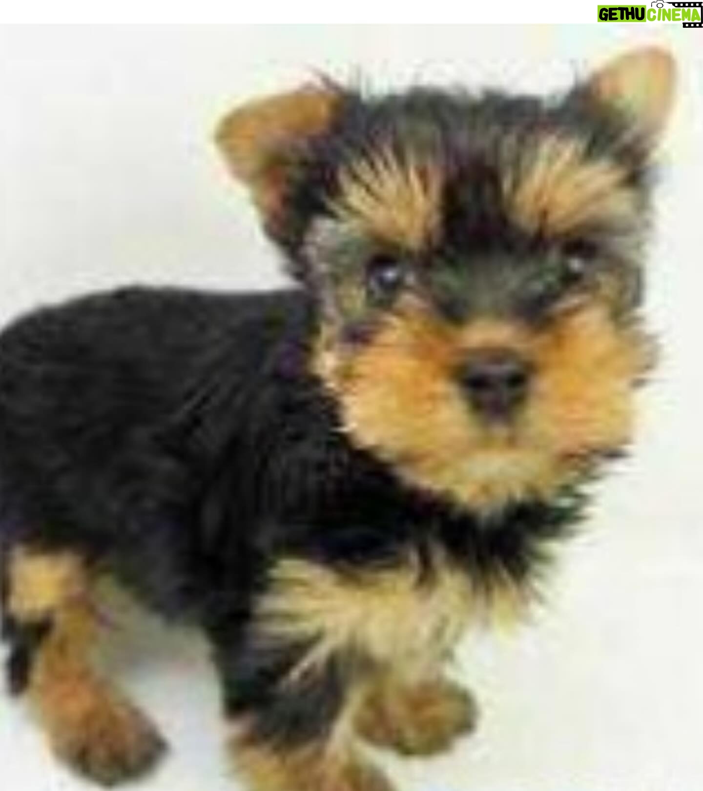 Kayo Noro Instagram - 可愛い子たち🐶🩷 愛おしい。 ・ #ヨーキー #ヨークシャーテリア #yorkie #yorkshireterrier #パグ #ペキニーズ #パグペキニーズ #モコちゃん楓ちゃん #モコちゃん楓ちゃんアイコちゃん