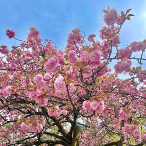 Kazusa Okuyama Instagram - いつも応援してくださる皆様へ

先日事務所のホームページにて発表させて頂いておりますが、この度結婚しましたことを改めてこの場にてご報告いたします。

私には勿体無いくらいの素晴らしいご縁に恵まれ、日々幸せを感じています。

また新しい命も授かり、夫婦ともどもサポートし合いながら共に成長していきたいなと思います。
温かく見守っていただけると嬉しいです。

たくさんのお祝いのメッセージをいただき、皆様からの支えが活力になるのだと改めて感謝しています。
より一層精進していきますので、今後ともどうぞよろしくお願いします。